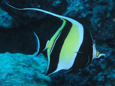 Moorish idol
